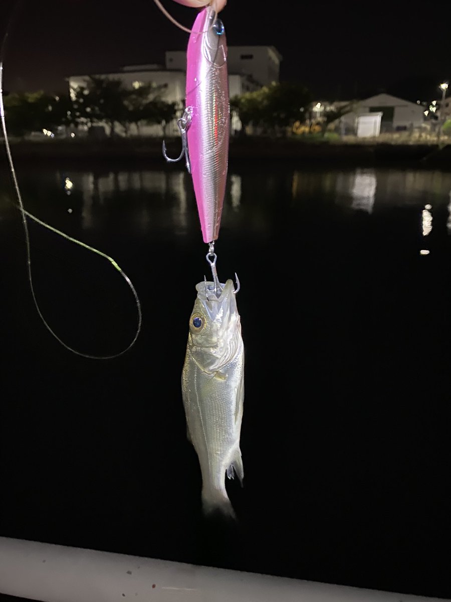DAIWA SW Fishing Shore (@d_sw_shore) / X