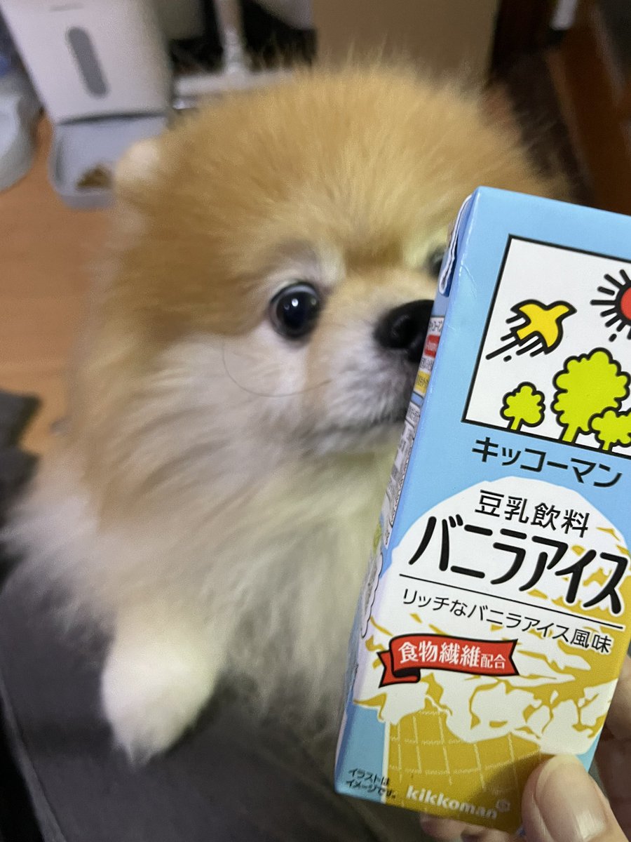 橘紫夕@でかポメ&ちびポメ (@tachibana_shiu) / Posts / X