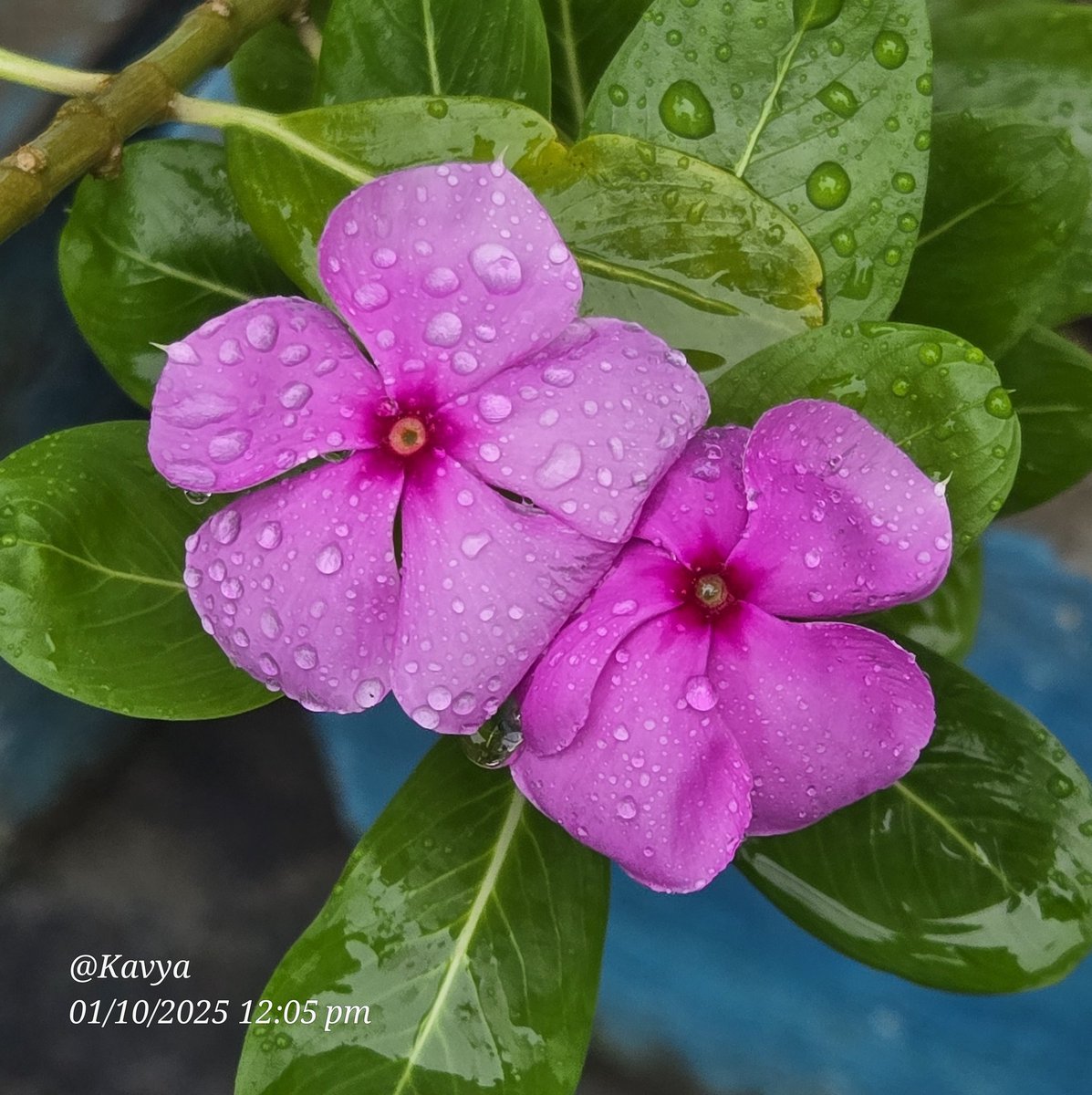 KavyaGarg_'s tweet image. Share/QP your pictures with drops on flowers/leaf

All clicked today.

#theme_pic_India_randomclicks