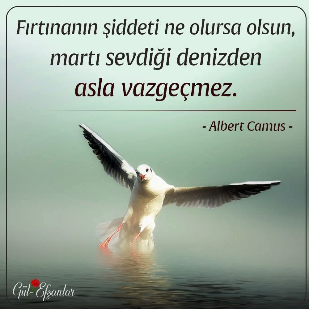 dogavekamp's tweet image. &quot;Fırtınanın şiddeti ne olursa olsun, martı sevdiği denizden asla vazgeçmez.&quot;

- Albert Camus -

#Fırtına #Şiddet #NeOlursaOlsun #Martı #Sevdiği #Deniz #Asla #Vazgeçmez #AlbertCamus