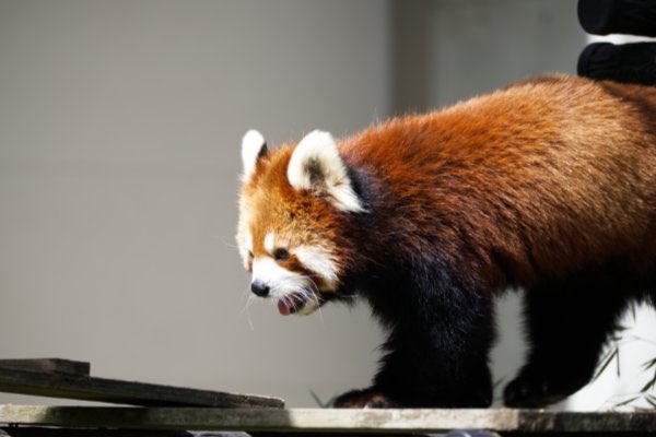 【レッサーパンダ】【2点まとめ】 二足で歩けるよレッサーパンダ・デールの小さな物語 | 石井 理恵