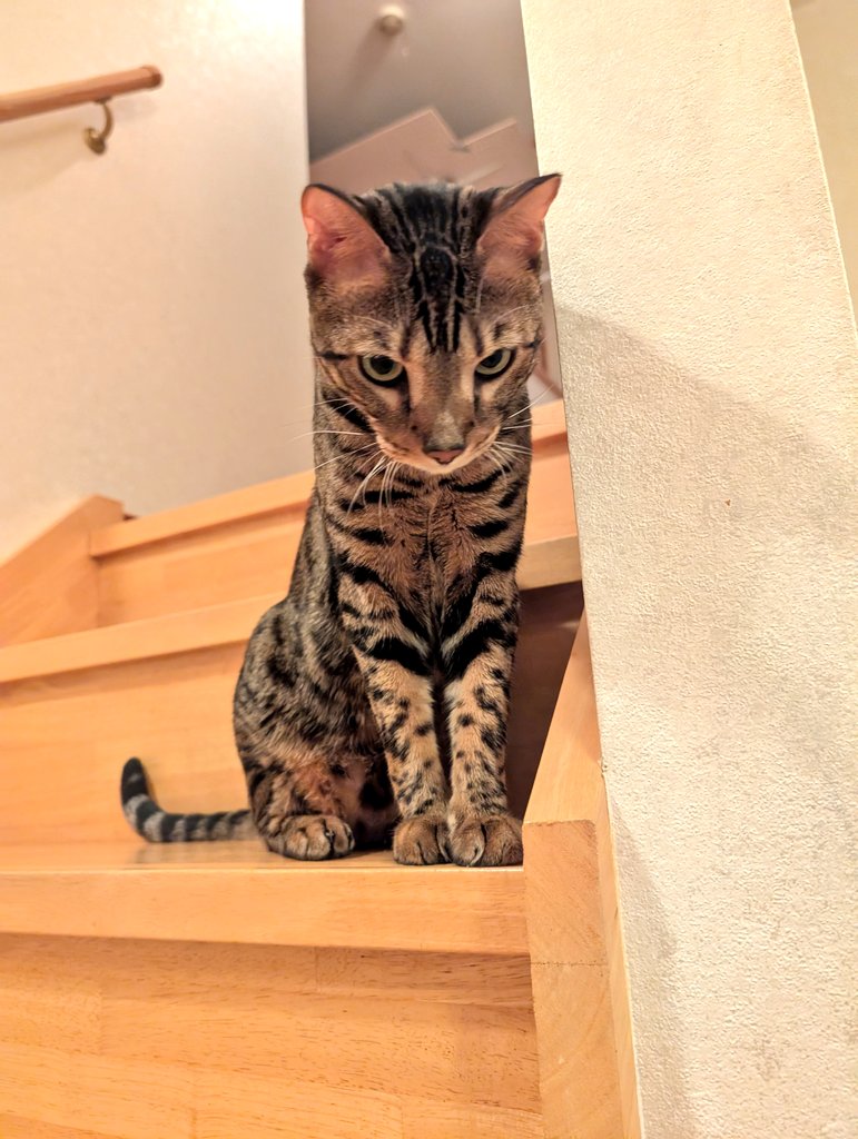UsF4zcRc4YoPw1u's tweet image. これも階段にて。

#猫の居る暮らし 
#猫好きさんと繫がりたい𓏲𓎨 
#ねこかわいいね 
#ベンガル猫
#ベンガル