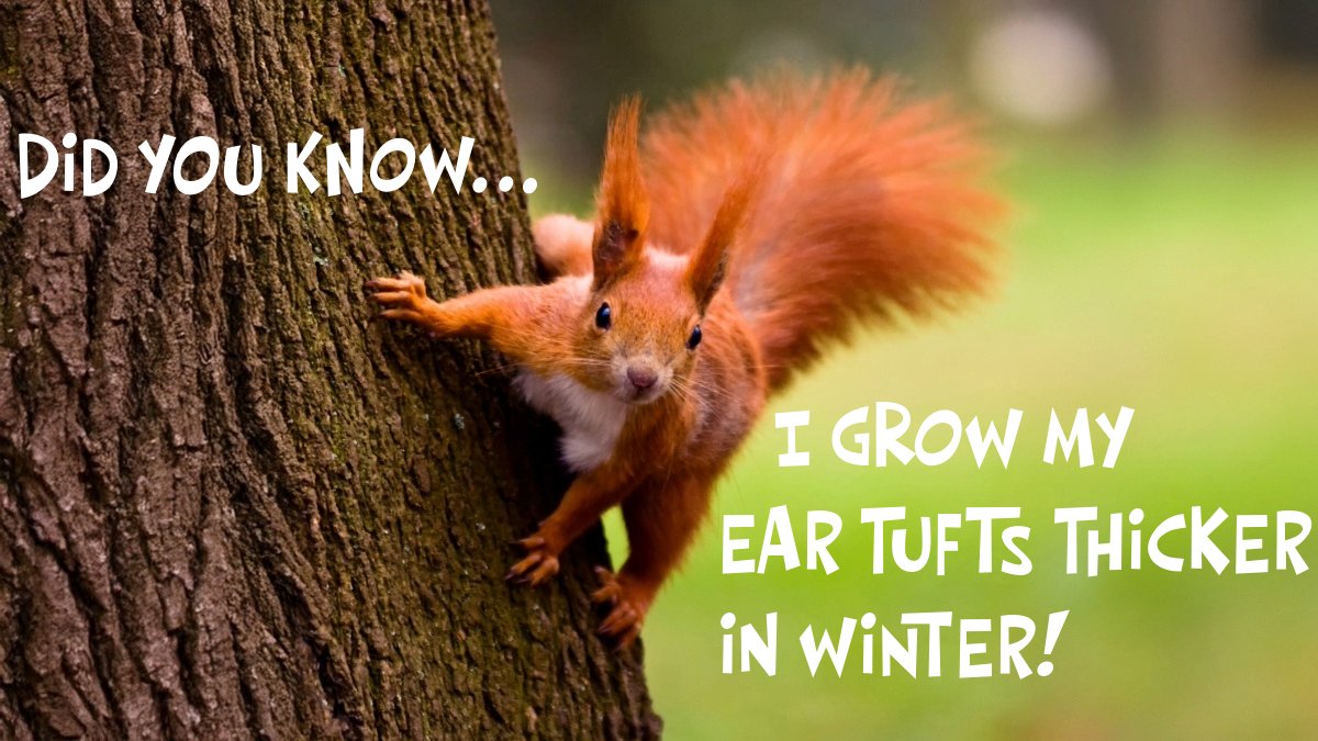 Red Squirrel South-West tweet media