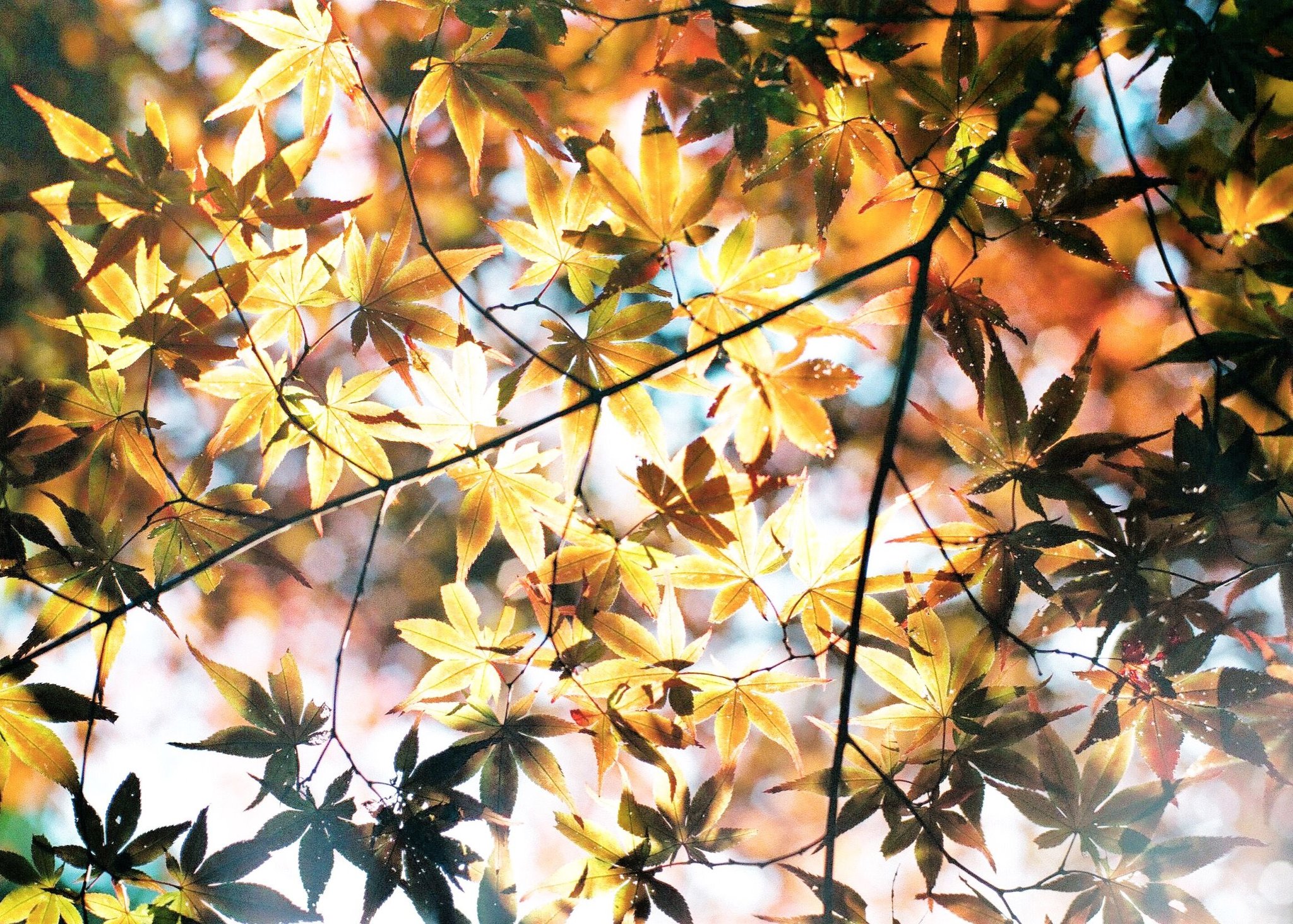 Floraison✥　2点おまとめ 岩倉しおりiwakura shiori on X: 
