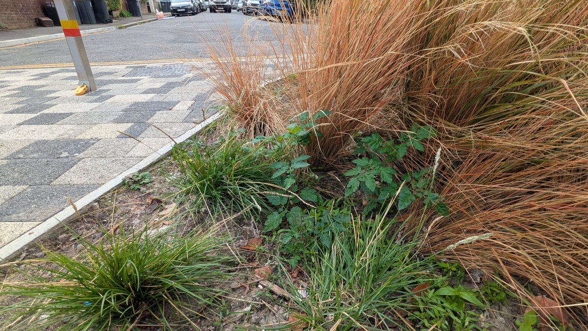 Telling to see tomatoes (whose seeds pass through digestive systems whole) growing from where sewage leaked on the newly developed Cambridge Road Estate. An unusual nature lesson for the kids who'll soon be using the playground by them! 🤢#KingstonGrove #GreenerKingston #Norbiton