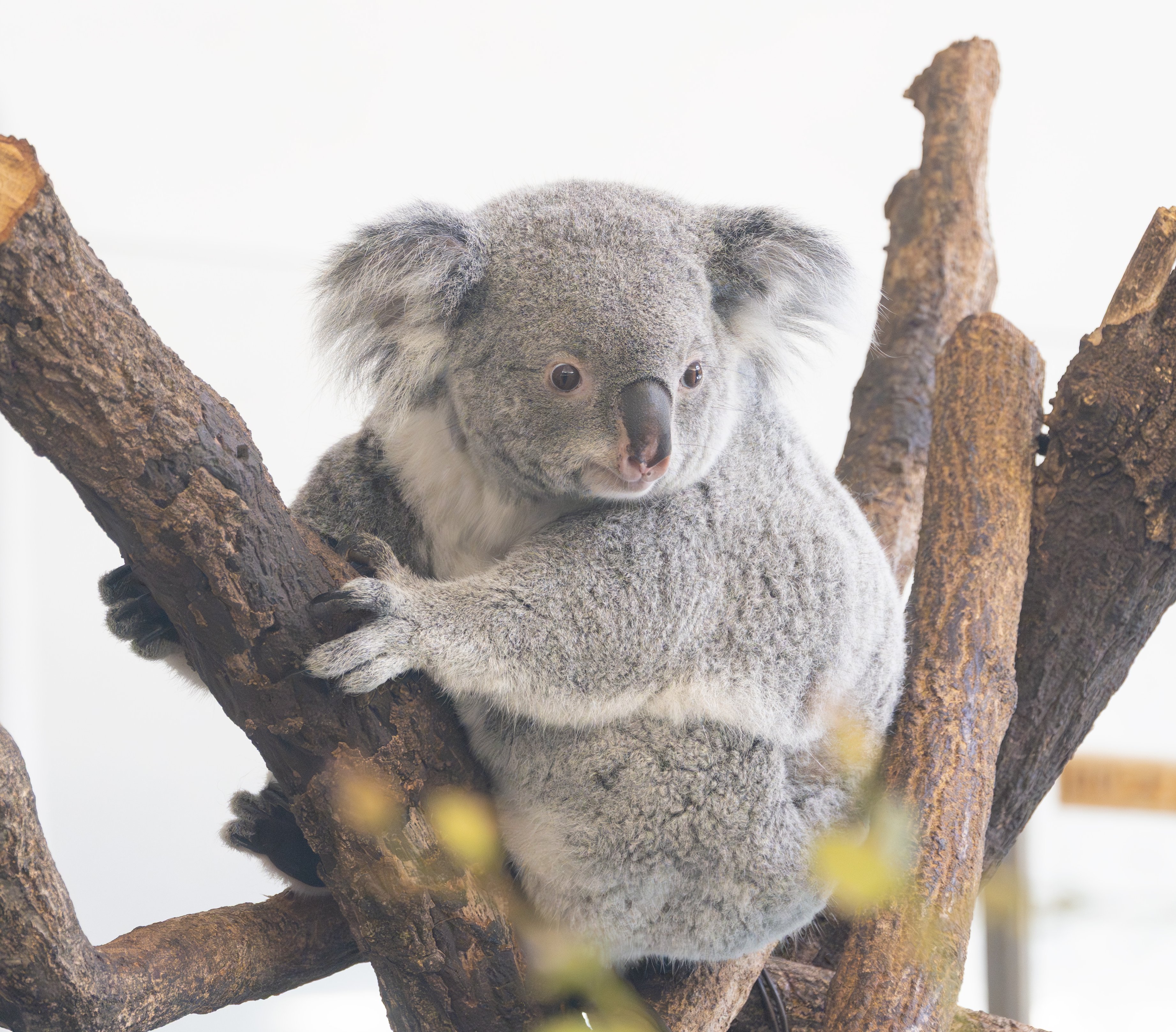 小動物の画像診断 小動物画像診断マニュアル |本 | 通販 | Amazon