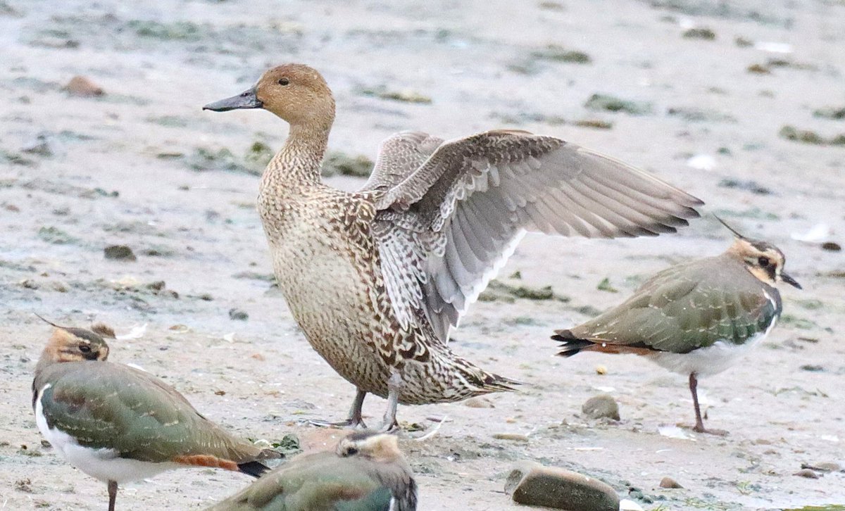 Dave 💙💛 tweet media