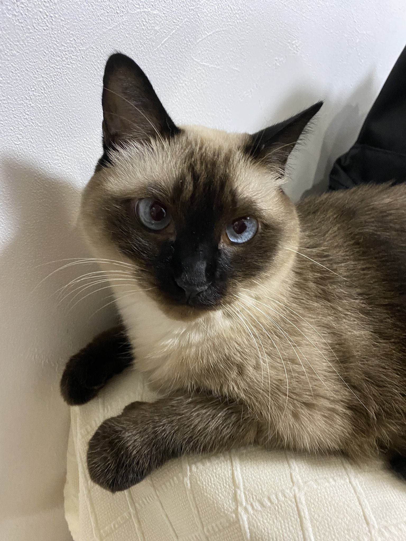 お値下げしました。シャム猫 シャム猫 - Search / X