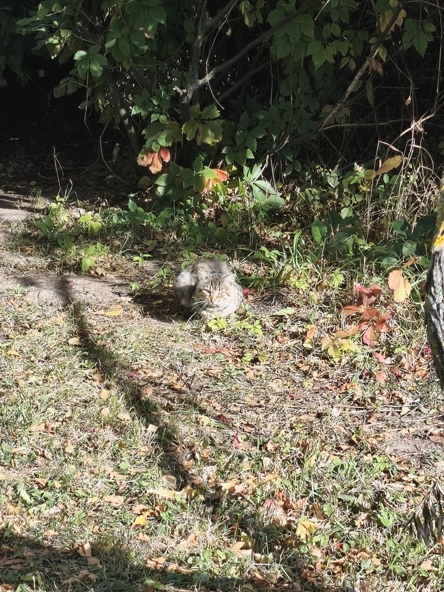 В кустах замечено котовое
Неглаженное