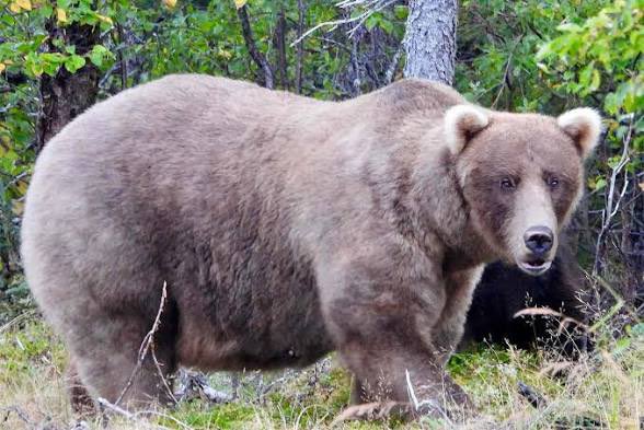 EbnLeCro's tweet photo. We are so back, it’s fat bear week!
#FatBearWeek https://t.co/DbkEYqJJKd