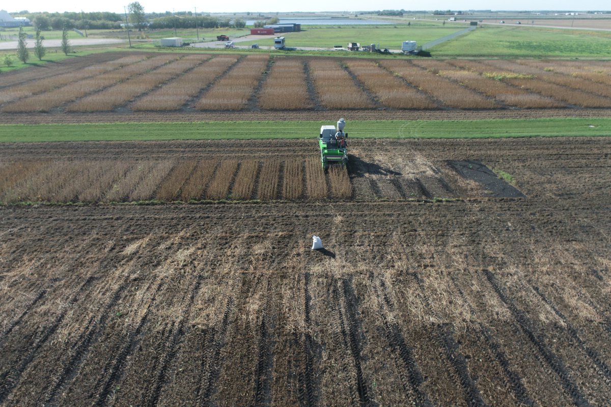 Harvesting demos and yield trails last week in Beausejour.