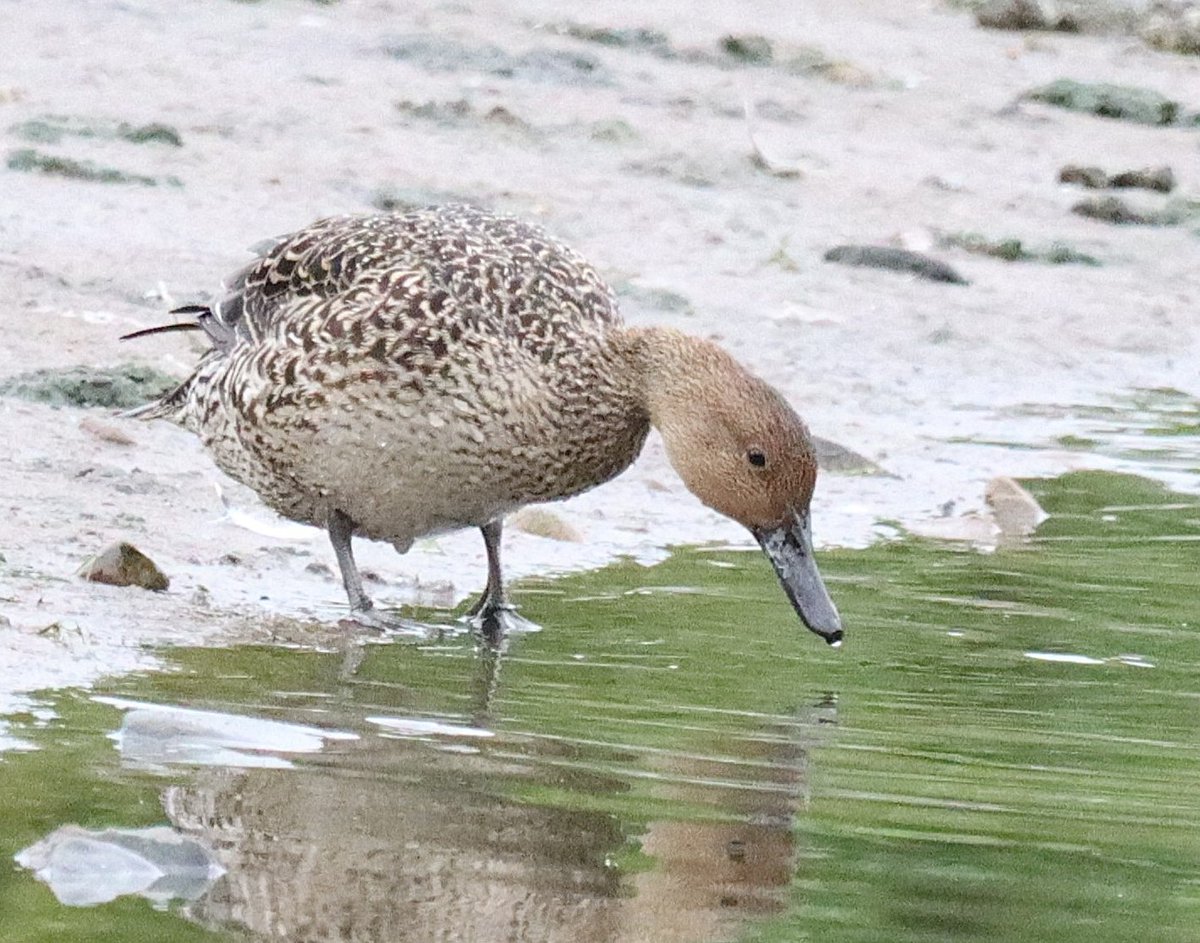 Dave 💙💛 tweet media