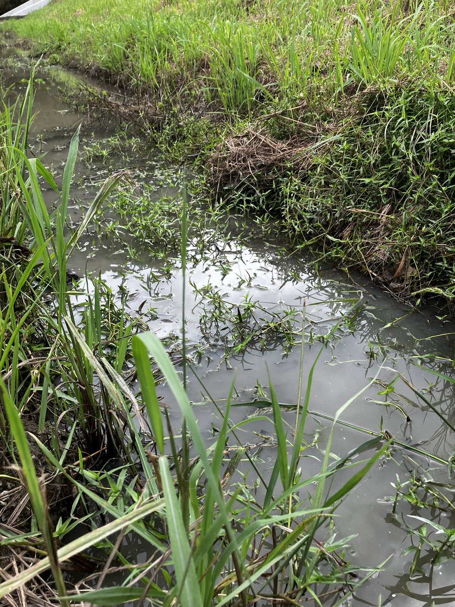 スッポン tweet media