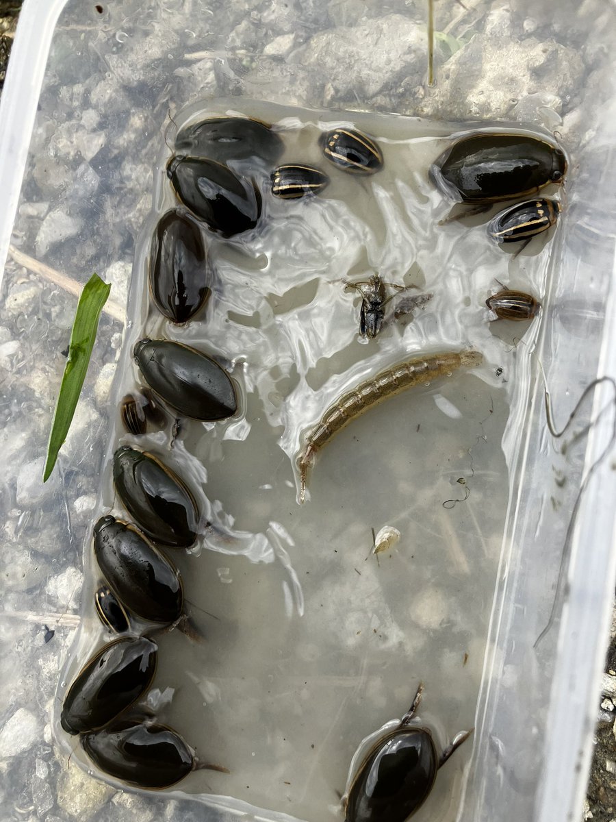 スッポン tweet media