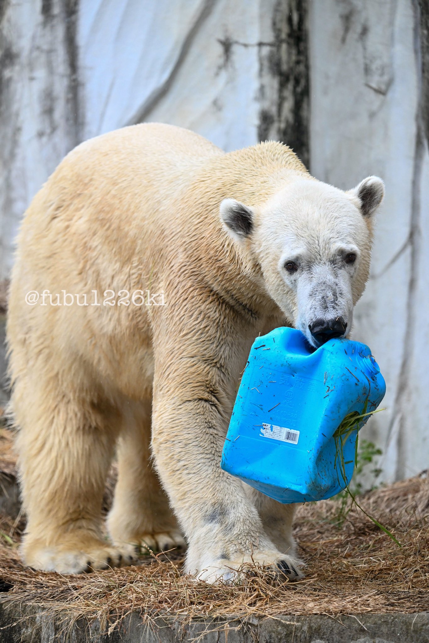 2010 ホッキョクグマ プレート 希少 アニア AS-10 ホッキョクグマ