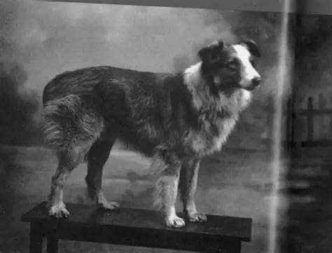 service_dogs_'s tweet photo. Bobbie the Wonder Dog (1921–1927) was a Scotch Collie-English Shepherd mix renowned for one of history's most epic displays of loyalty. While on a family trip from Silverton, Oregon, to Wolcott, Indiana, in 1923, the 2-year-old pup got separated from his owners+ https://t.co/HG6GVhPhyV