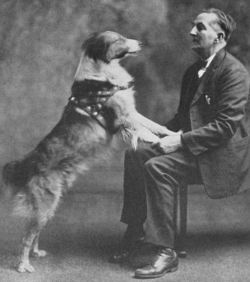 service_dogs_'s tweet photo. Bobbie the Wonder Dog (1921–1927) was a Scotch Collie-English Shepherd mix renowned for one of history's most epic displays of loyalty. While on a family trip from Silverton, Oregon, to Wolcott, Indiana, in 1923, the 2-year-old pup got separated from his owners+ https://t.co/HG6GVhPhyV