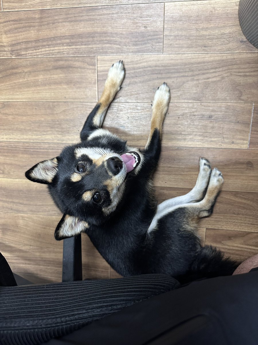 yoopeePP's tweet photo. 先週あたりからたまに出勤してくる新入社員
今朝は脱走して事務所に戻すのに怪我するし、ふくらはぎパンパン💦
仲直りして今これ
可愛過ぎて仕事が進まん😇 https://t.co/vJzyLqwtMp