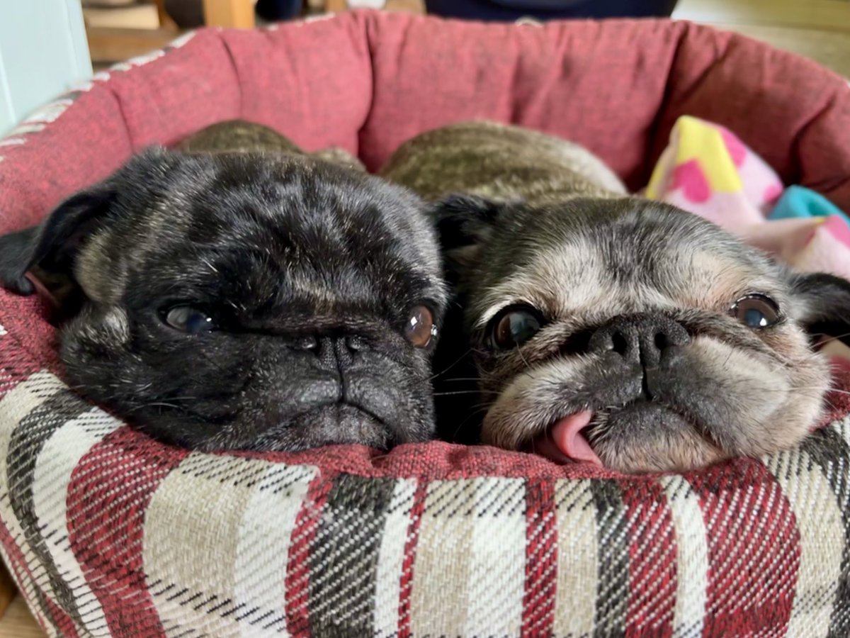 The Brindled Brothers tweet media