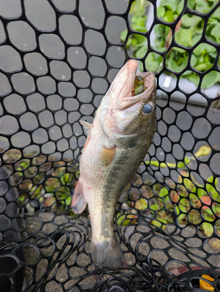 angler_GURADIUS's tweet photo. ’25.10/1 宮城アングラーズヴィレッジ・その2
午後は一転して反応が鈍く、中々バイトが出ない。
昼過ぎのベイトタイムでは何とか1本ストライパーを穫れたが、夕方のベイトタイムはルアーガン無視(滝血涙)
一体どうしろっつ〜んだよ・・・
#MAV
#管釣り
#ストライパー
#FB65
#お手上げ侍 https://t.co/LjB6qgMLtc