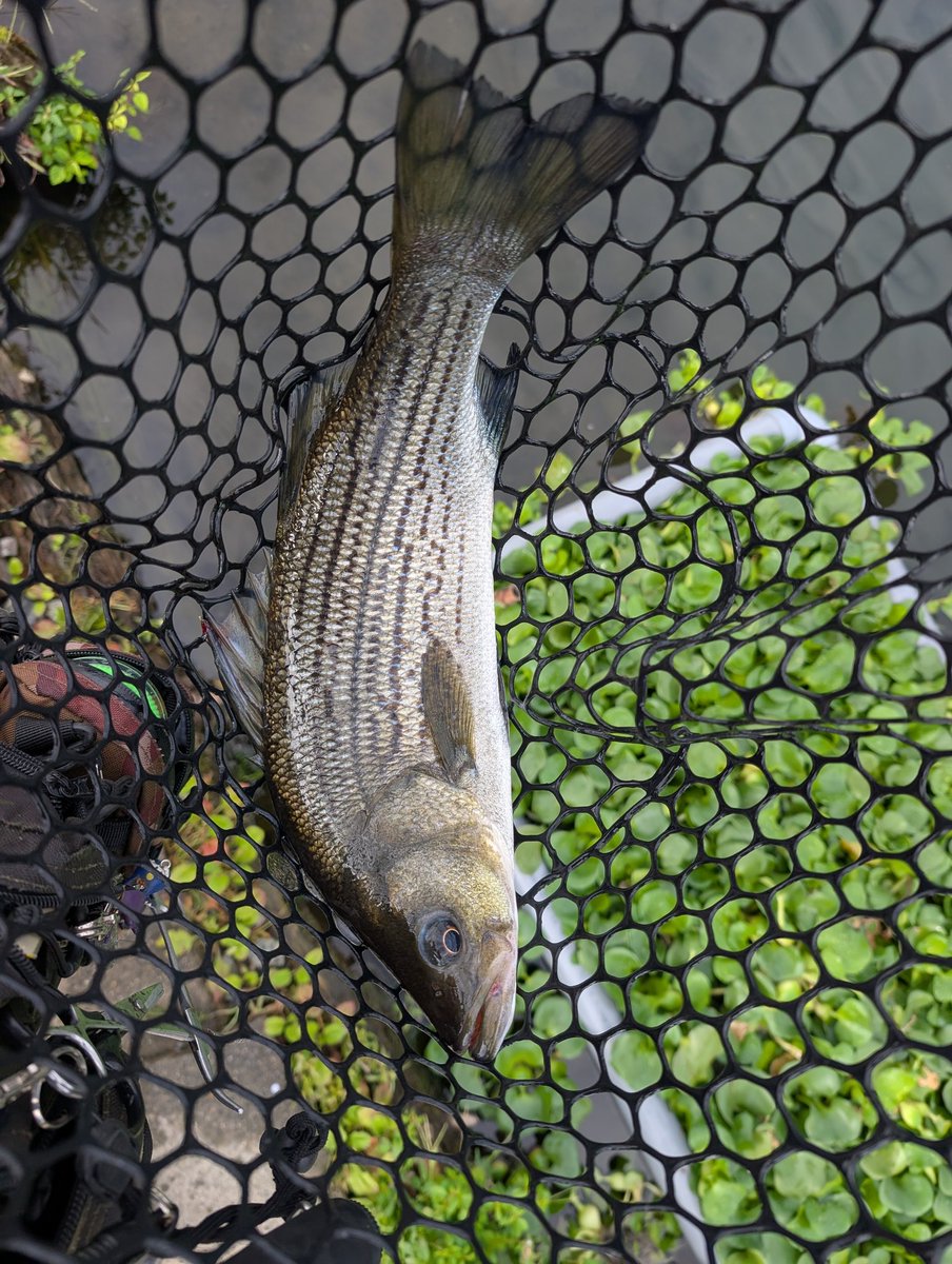 angler_GURADIUS's tweet photo. ’25.10/1 宮城アングラーズヴィレッジ・その2
午後は一転して反応が鈍く、中々バイトが出ない。
昼過ぎのベイトタイムでは何とか1本ストライパーを穫れたが、夕方のベイトタイムはルアーガン無視(滝血涙)
一体どうしろっつ〜んだよ・・・
#MAV
#管釣り
#ストライパー
#FB65
#お手上げ侍 https://t.co/LjB6qgMLtc