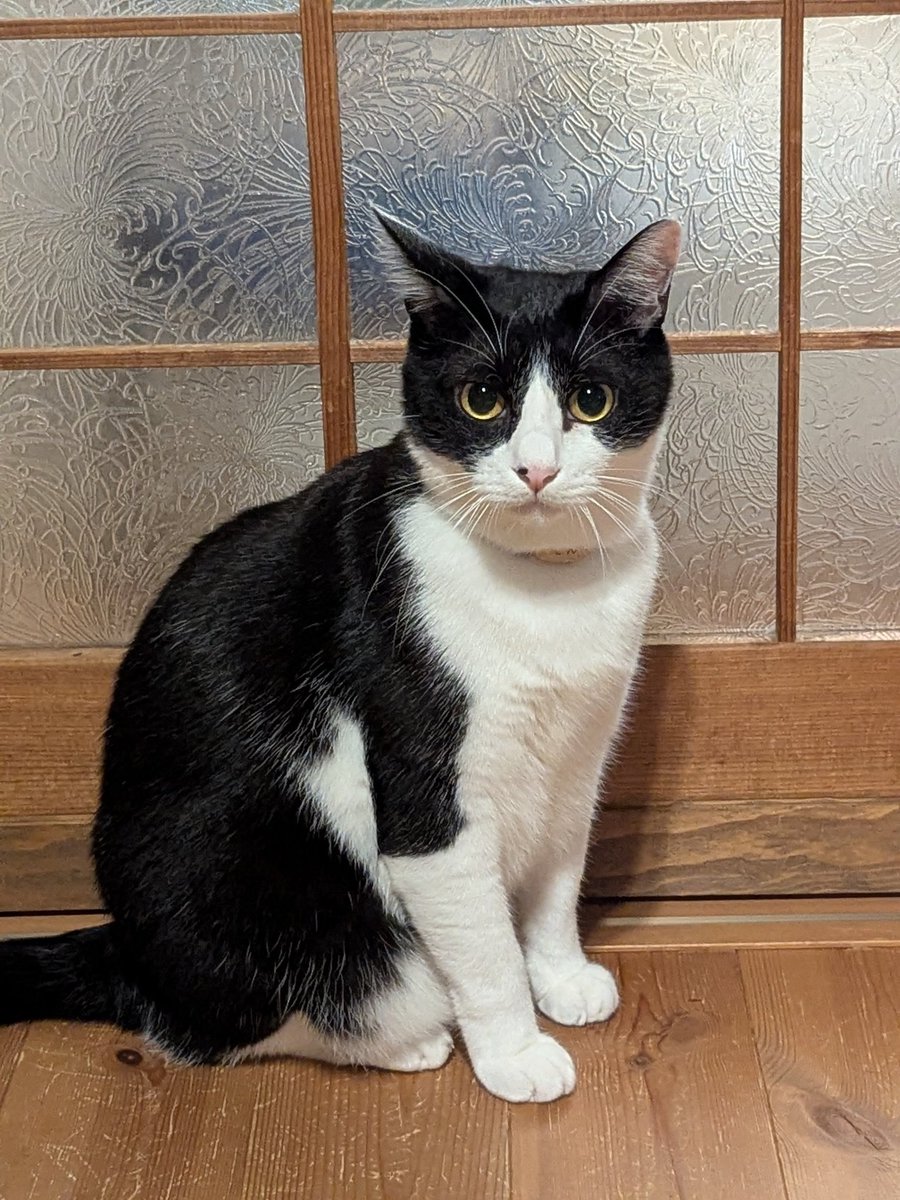 ねこがわら maxresdefault.jpg?sqp=-