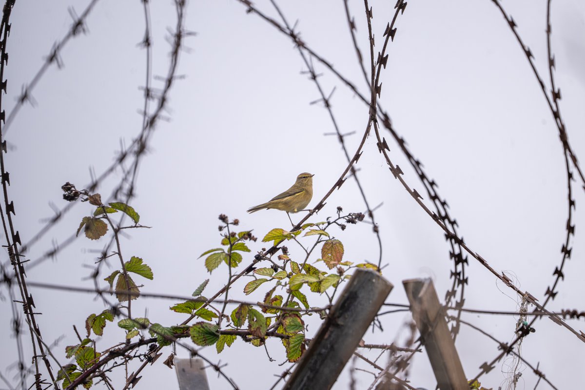 A Chiffchaff travels back to 1976:

"Bokeh of Barbed Wire"

!