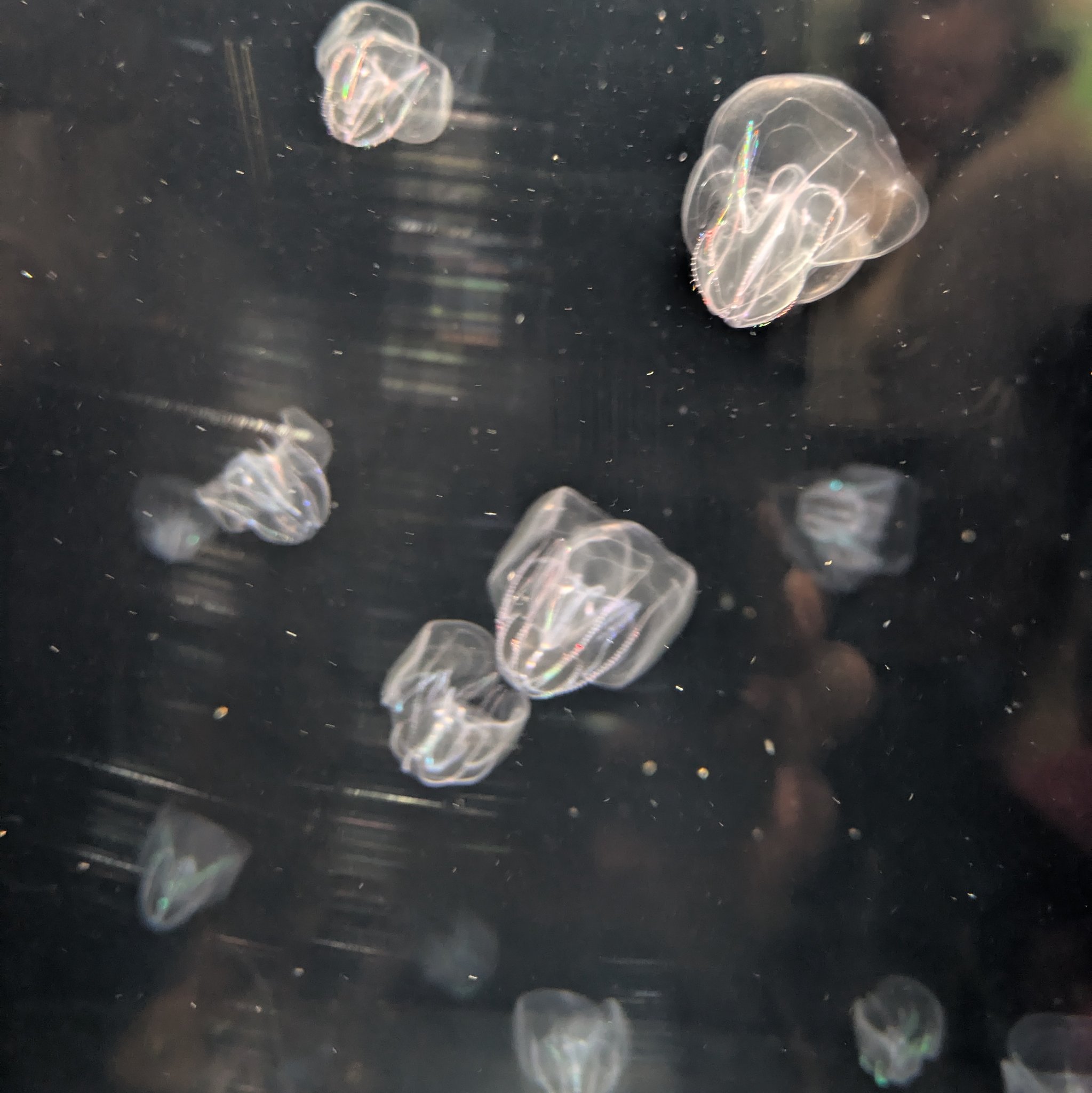 タコクラゲページ ナンヨウタコクラゲ (Phyllorhiza punctata) – KURAGES