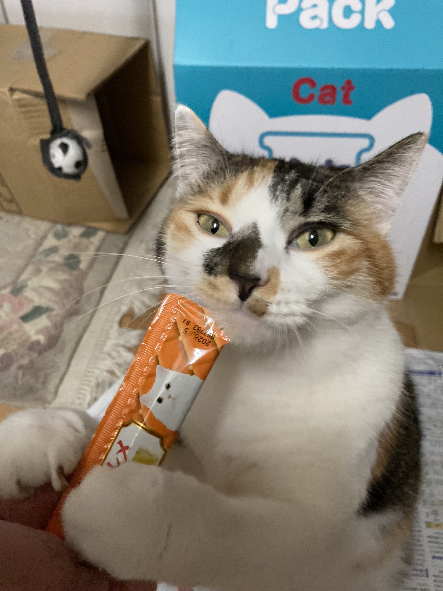 じゃむ猫 on X: 