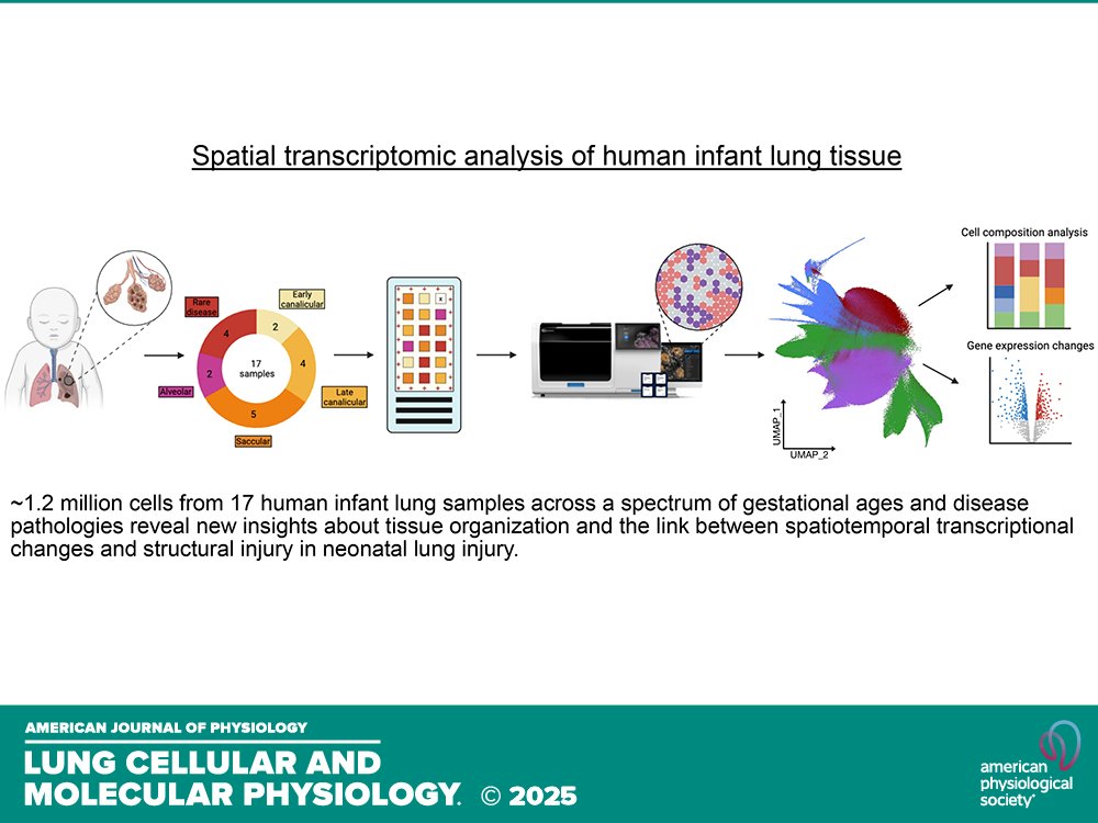 AJPLung's tweet image. Short Report by S Mallapragada et al. (@AnnikaVannan @ASU @TGenResearch @VUMChealth @UW) A #spatialtranscriptomic atlas of acute #neonatal #lunginjury across development and disease severity
ow.ly/nYfo50WMbH5