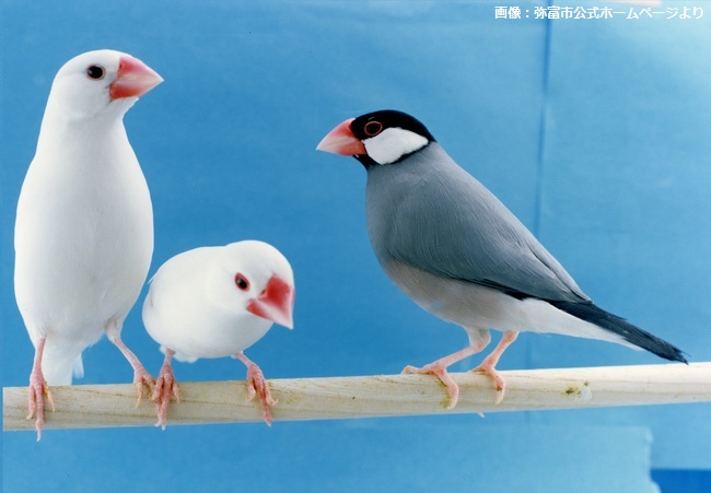 【今日は何の日？】10月24日は「#文鳥の日」

「て（10）に（2）し（4）あわせ」で「手に幸せ」と読む語呂合わせと、この時期に手乗り文鳥のヒナが出回ることから、この日に制定された。