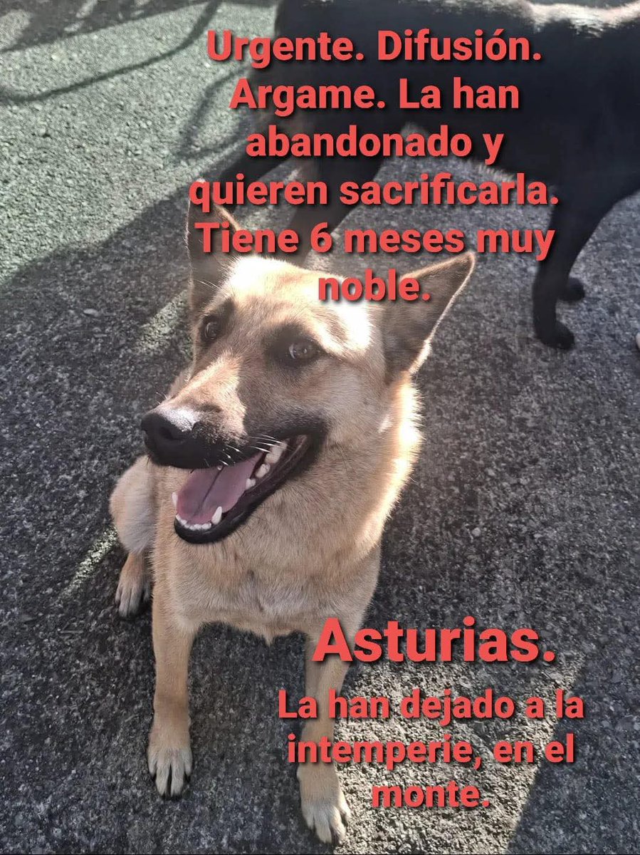 Nos piden AYUDA !!  LA QUIEREN SACRIFICAR que publiquemos esta perrita. No hay donde meterla y anda sola por el pueblo. Ayuntamiento de Morcin. Si alguien puede hacerse cargo el contacto es Graciela: @gracig89 en instagram 
Compartíd! Gracias