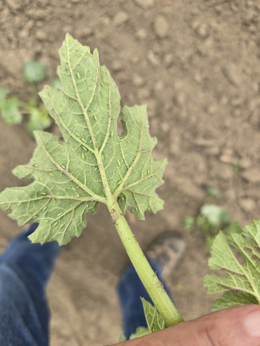 Tim Flanders tweet media