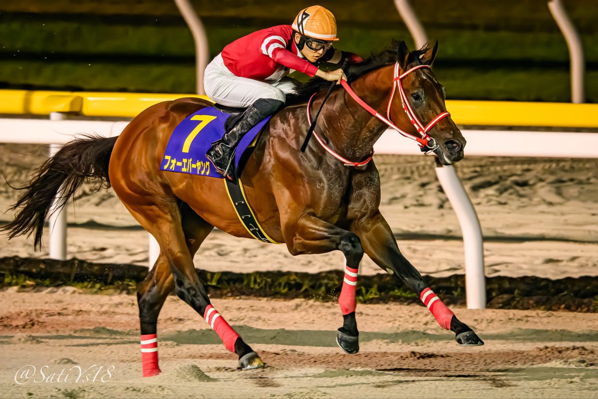 美*)様 坂井瑠星　３枚セット　日本テレビ盃　フォーエバーヤング　オリジナル記念 美*)様 坂井瑠星 3枚セット 日本テレビ盃 フォーエバーヤング