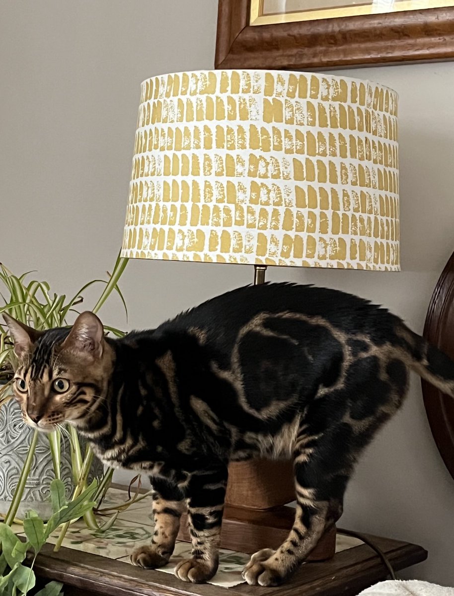 SarahTryon25's tweet photo. My new cat lamp. https://t.co/Fu3DXr7INi