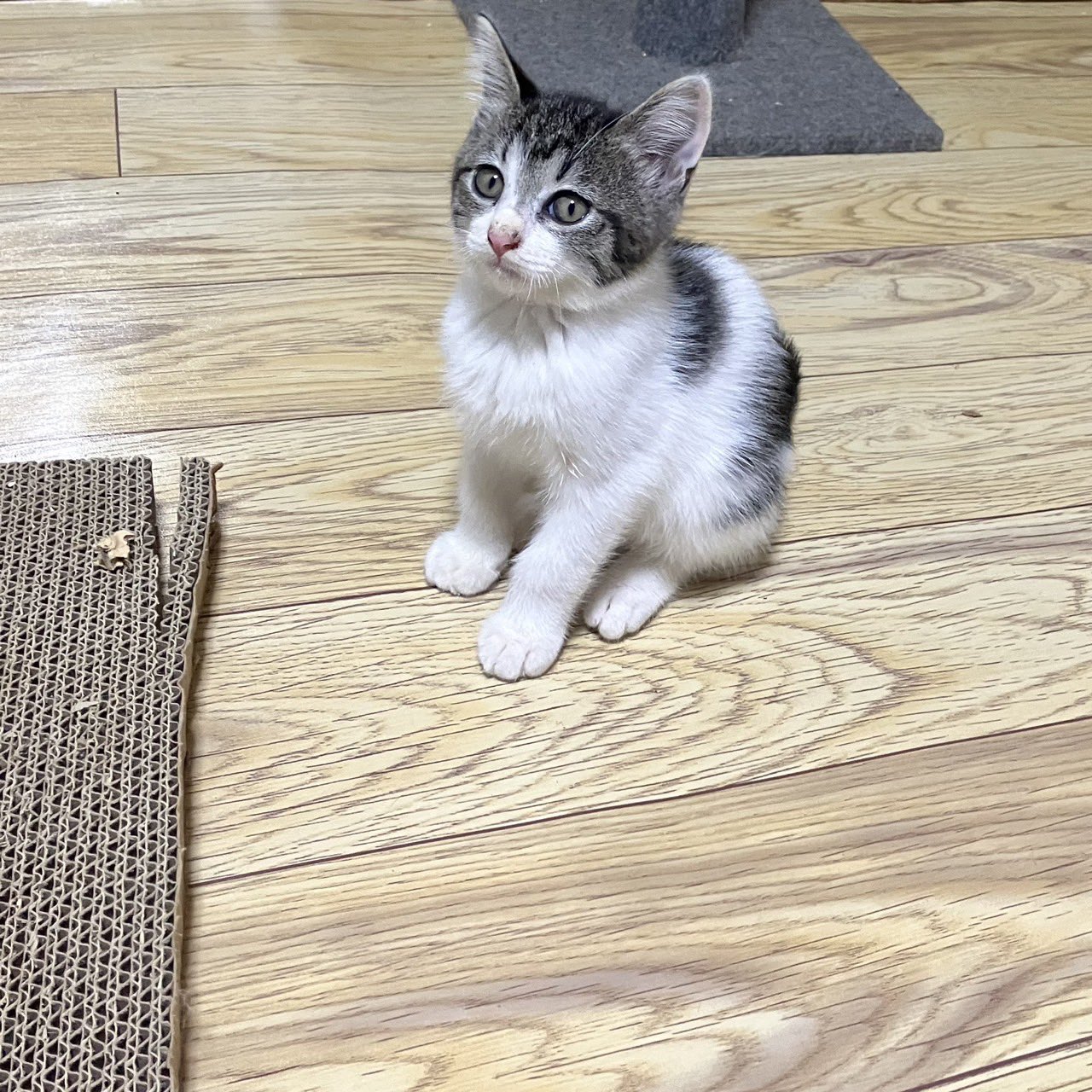 ぶーにゃんちゃん御予約❤子猫ちゃん❤ 猫家族 on X: