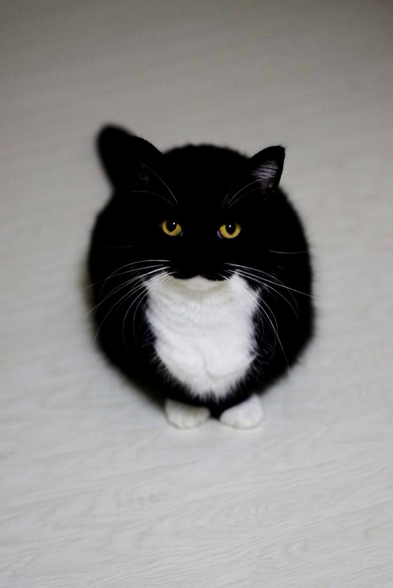 I'm Uni :3 tweet media