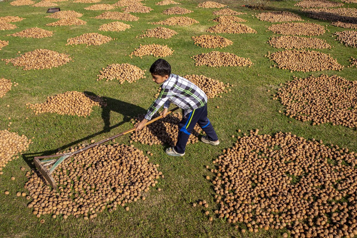 faisalbashirs's tweet image. #Walnut #Harvest #Season In #Kashmir  #2025

Photos by @faisalbashirs