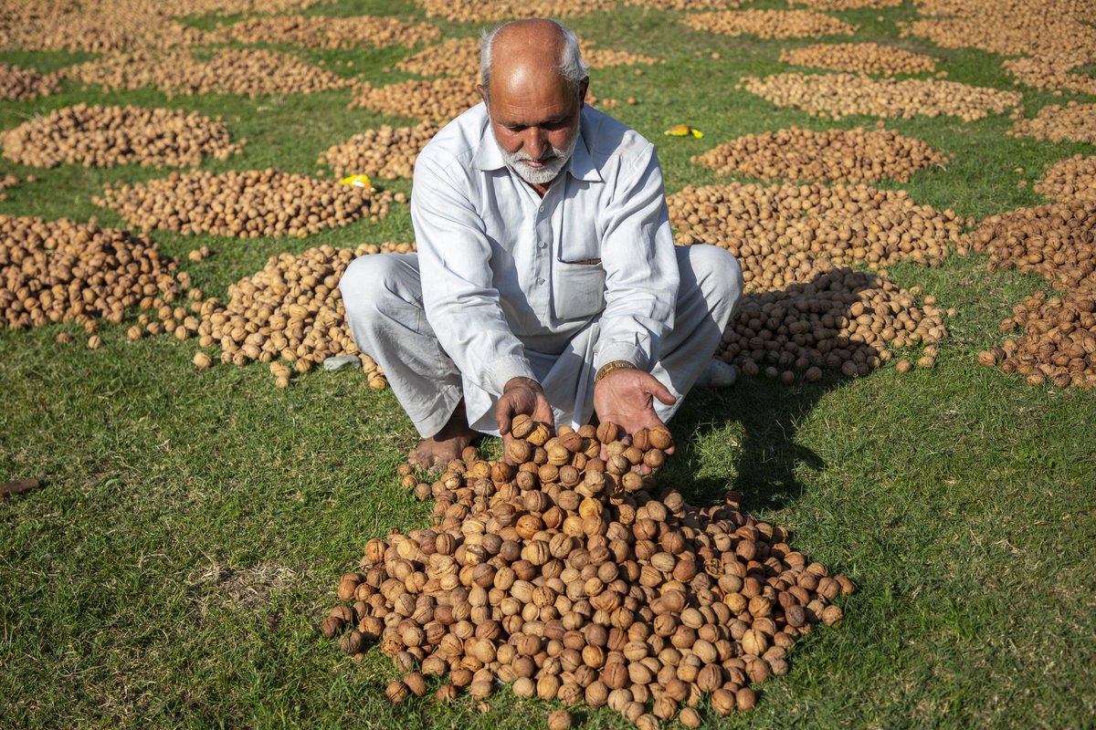 faisalbashirs's tweet image. #Walnut #Harvest #Season In #Kashmir  #2025

Photos by @faisalbashirs