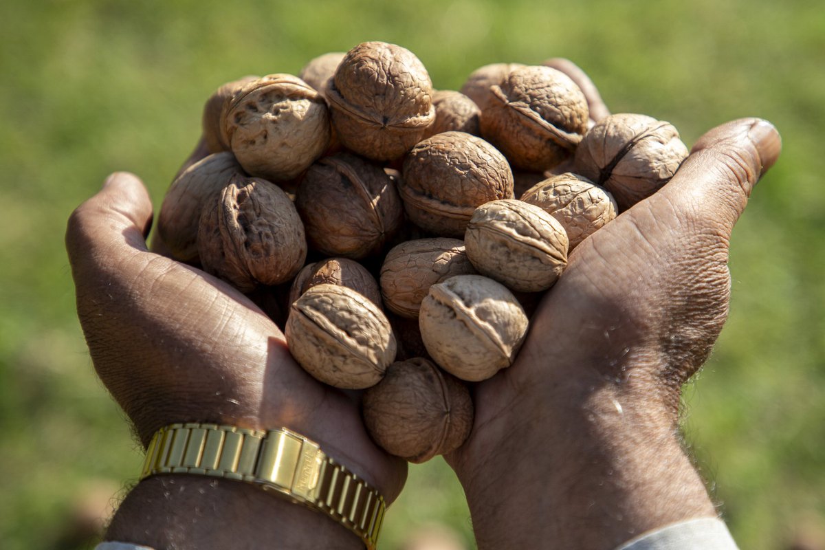faisalbashirs's tweet image. #Walnut #Harvest #Season In #Kashmir  #2025

Photos by @faisalbashirs