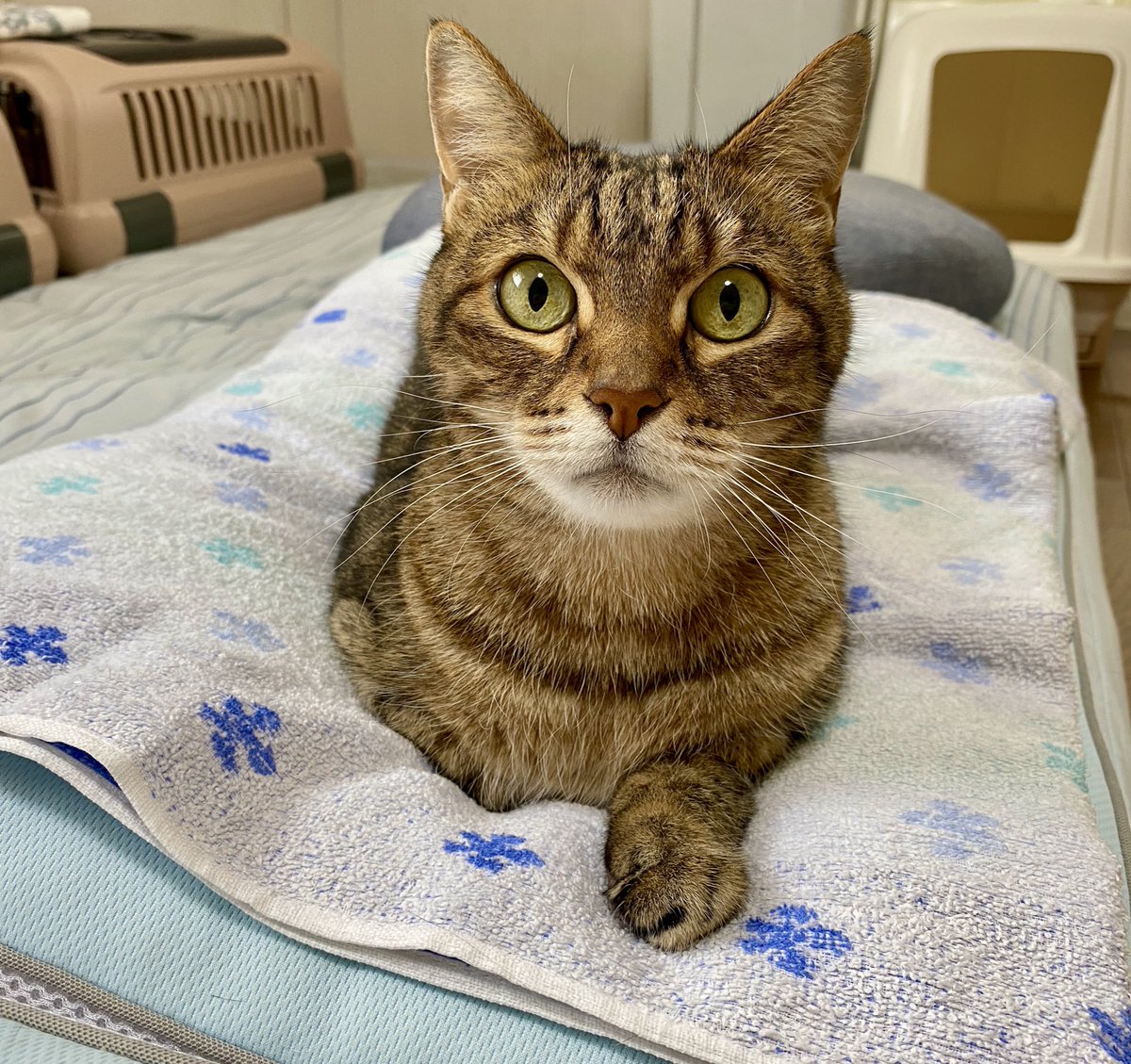 久しぶりの更新📮✨✨ハルは元気です😸
病院通いも続けています
体重3.86kg  体重めっちゃ増えた😅