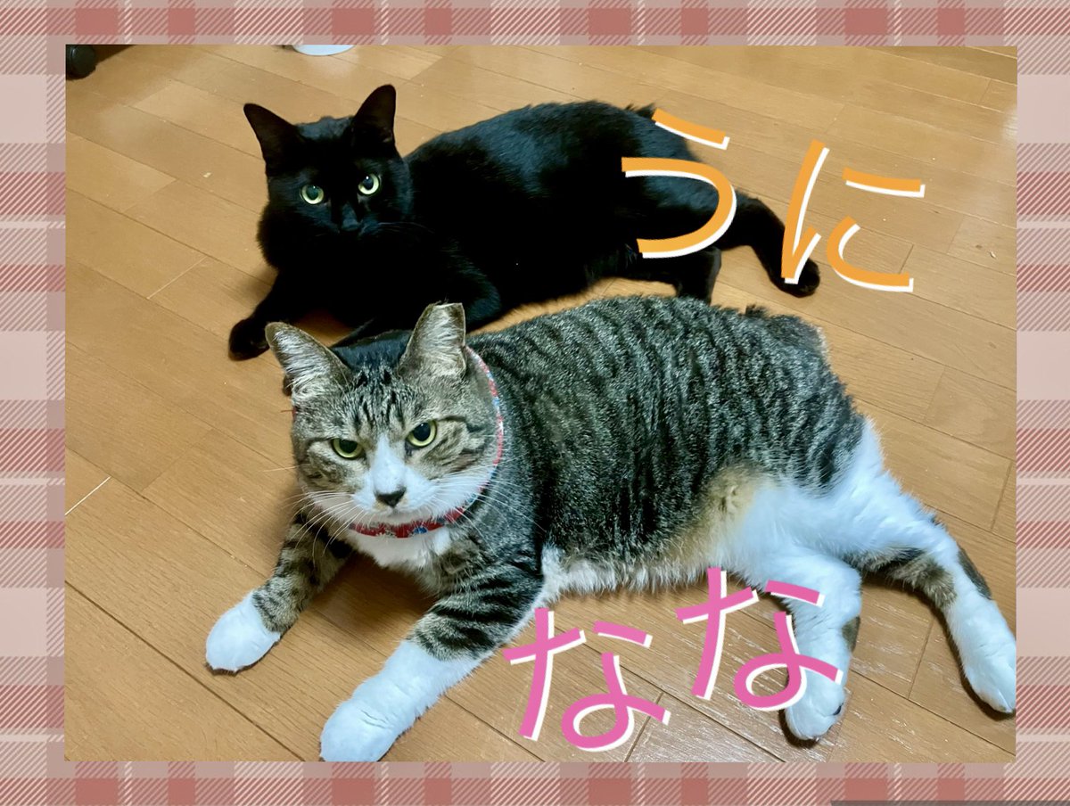 ちどり@猫と投資 tweet media
