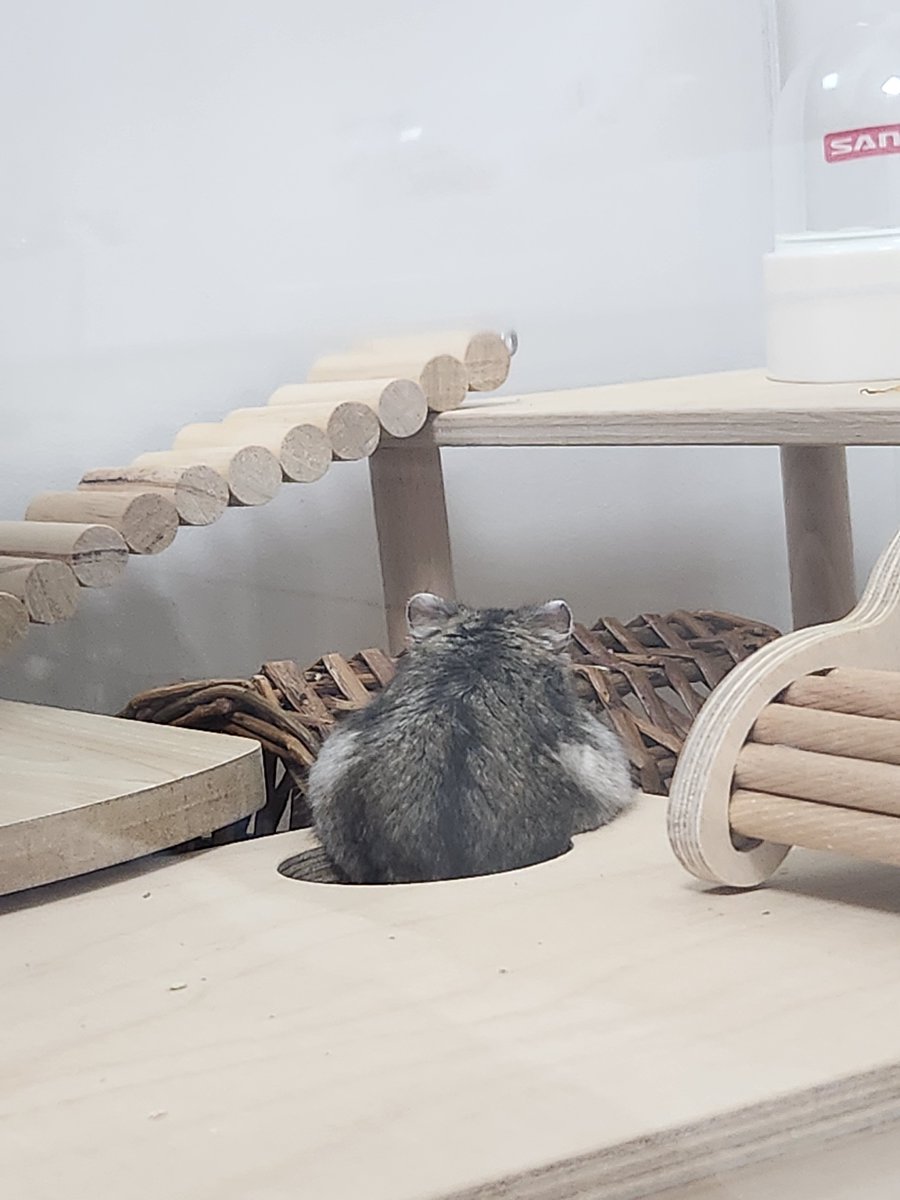 귤밭주인의 청귤농사 tweet media