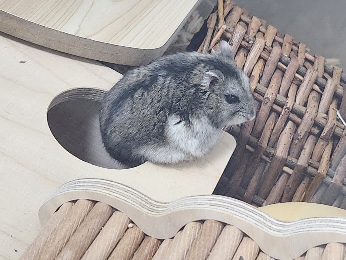 귤밭주인의 청귤농사 tweet media