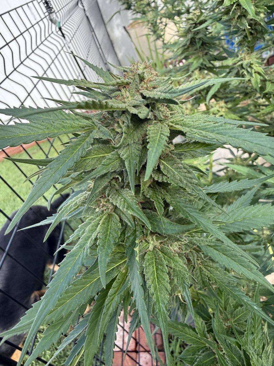 Landshark_Grows tweet media