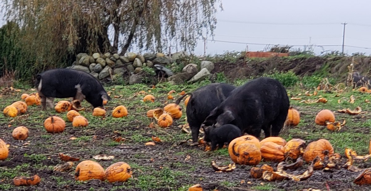 Altmaerker Deli tweet media