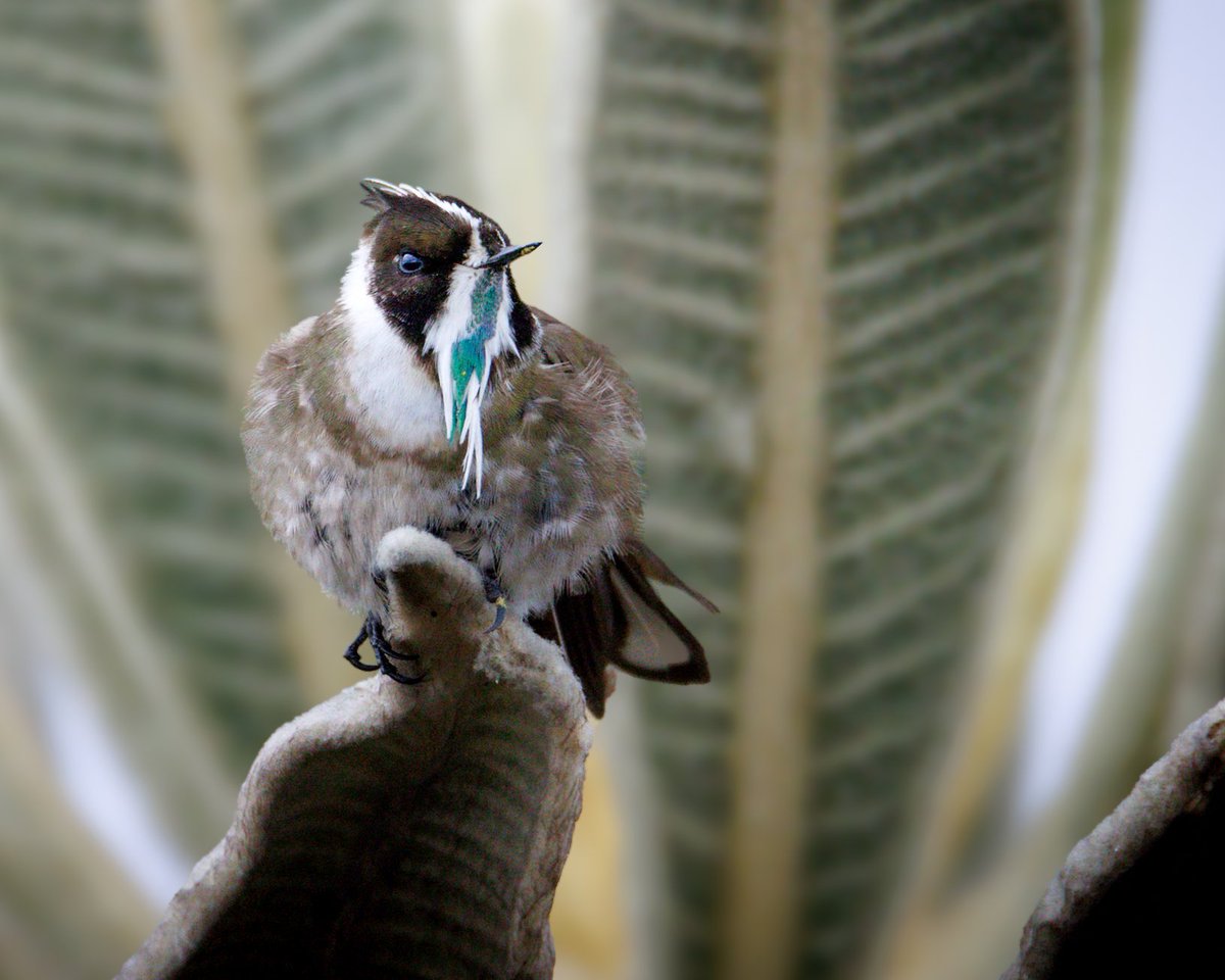 dfnaturephotos1's tweet photo. Hoy me uno al #miercolesdeemplumados con una foto de su majestad, el rey de los paramos de la cordillera oriental de Colombia 

Colibrí barbudito de páramo
Oxypogon guerinii
Green-bearded Helmetcrest https://t.co/WuPnln21UL