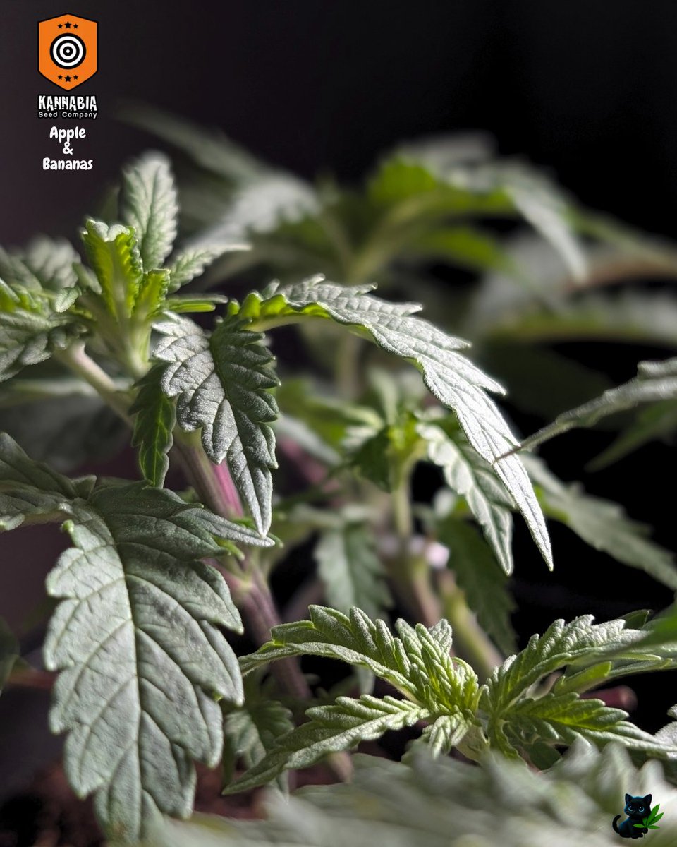 Apples &amp; Bananas
Grow with <a href="/Valiotoro/">valiotoro</a>

🌱 Genetics by <a href="/KannabiaSeeds/">Kannabia Seeds</a> <a href="/IntKannabia/">Kannabia Seeds Int</a>
💧 Nutrients by <a href="/PlagronAruba/">Plagron</a>
🪴 Medium by <a href="/promix_cannabis/">PRO-MIX® Growers Global</a>
👩‍🌾 Grown by <a href="/fatnastyz_Budz/">Fatnastyz Budz</a>
✂️ Defoliated by Guy
<a href="/perfect_gardens/">Green Joint Ventures</a>

📖 Watch the full grow on <a href="/grow_diaries/">grow.diaries</a> at:
👉 growdiaries.com/diaries/283353…