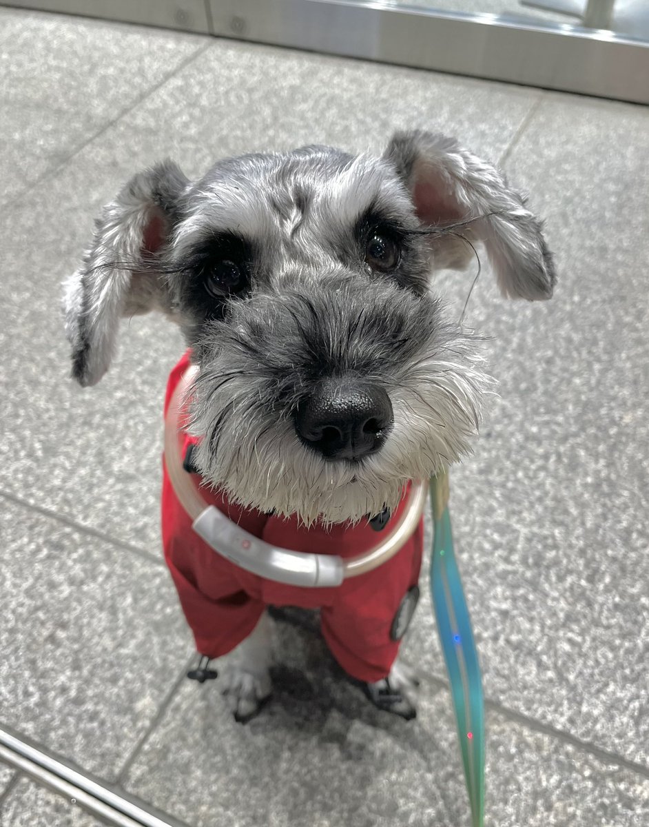 ずっと雨降りだったから, 今日は夜散歩なのだ🌃
