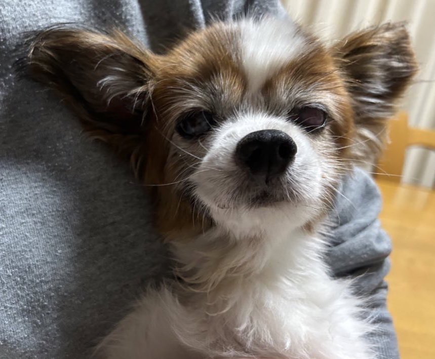 🐶むんむんて顔
涼しいんだか暑いんだか🫠

🌙今日も一日お疲れ様でした⭐️
🛌おやすみなさいぬん🐾